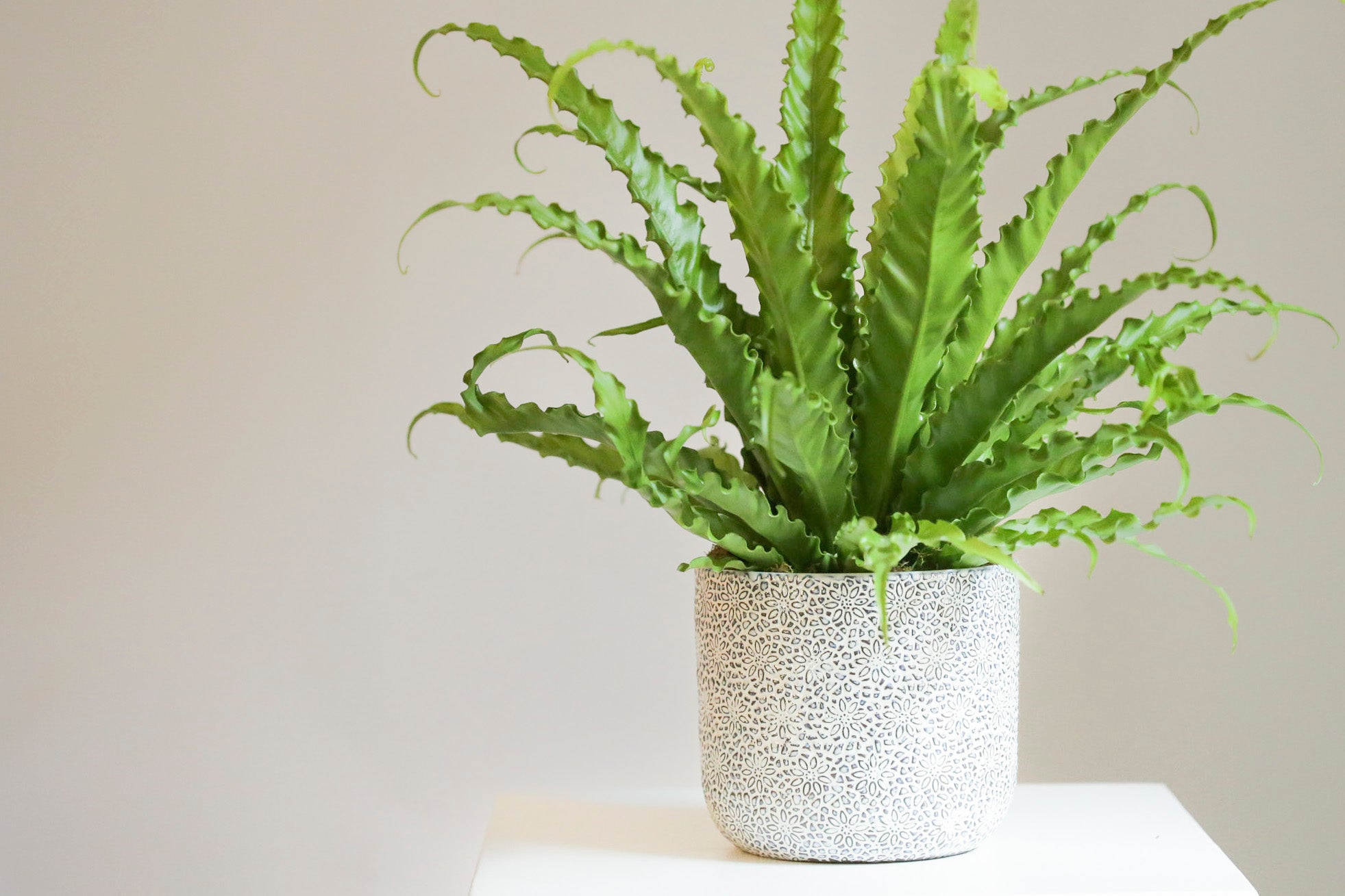 Forever Wild Blog houseplant tips and Kansas City plant delivery