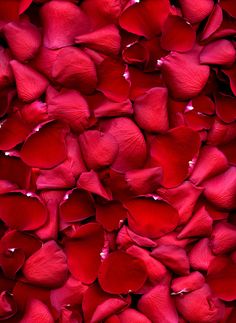 Box of Rose Petals