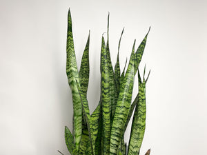 https www.snake plant Snake Plant