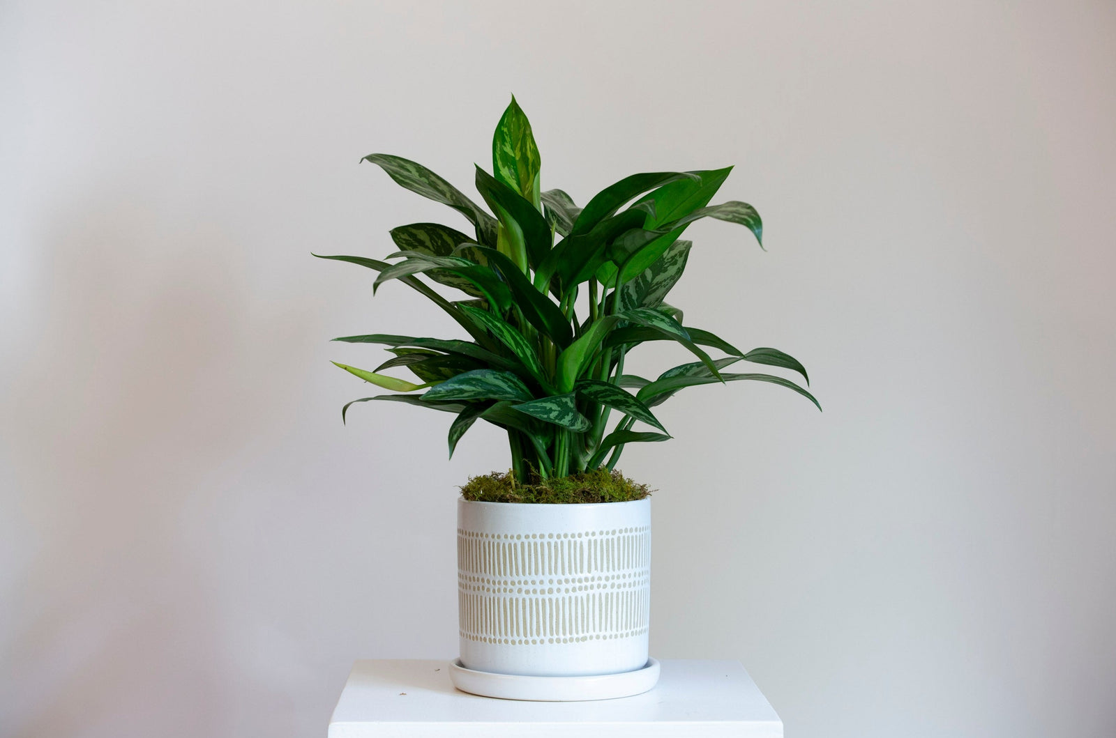 Aglaonema plant covered in moss in ceramic planter. Kansas City Same-Day Plant Delivery.