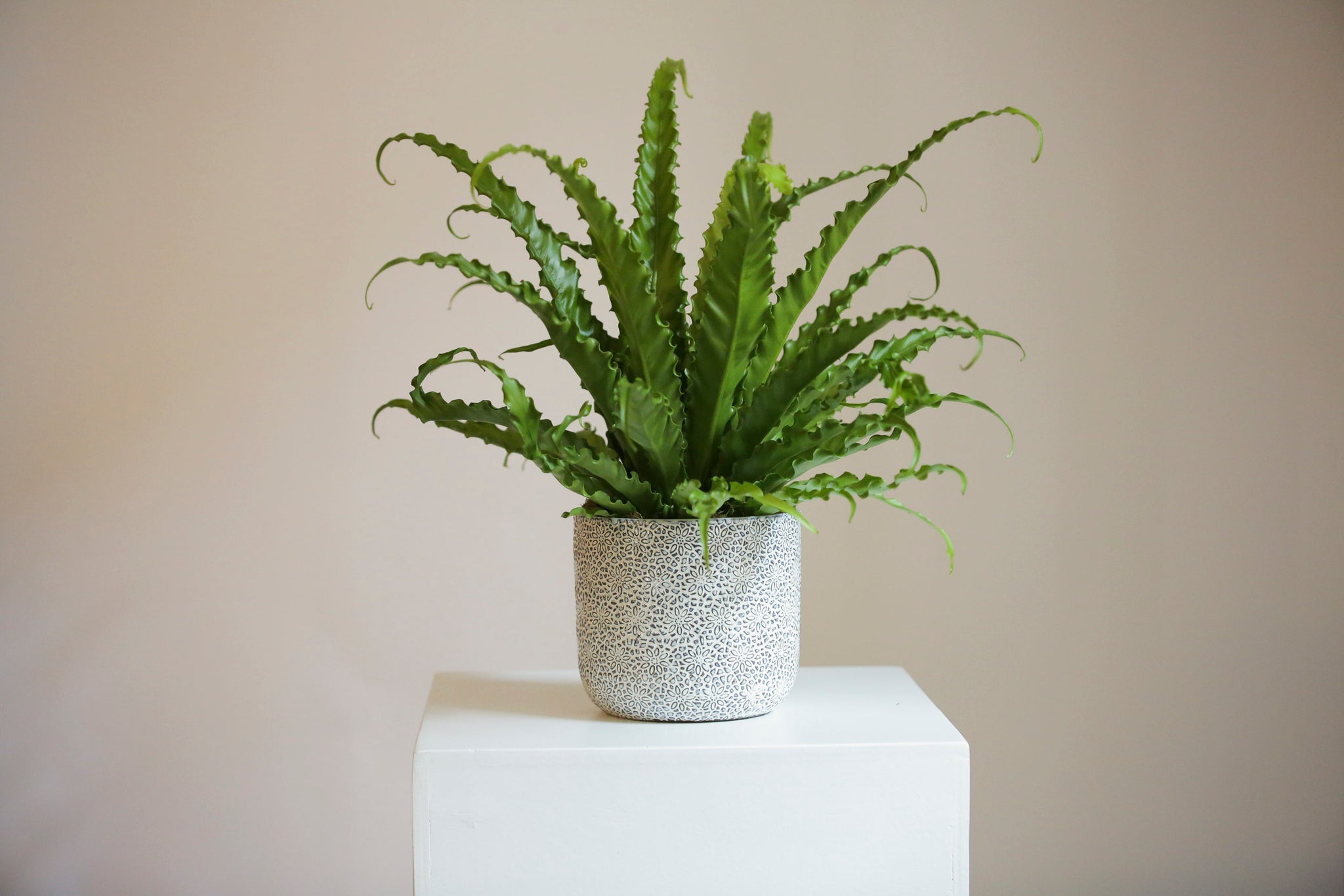 same day potted plant delivery Designer's Choice Plant