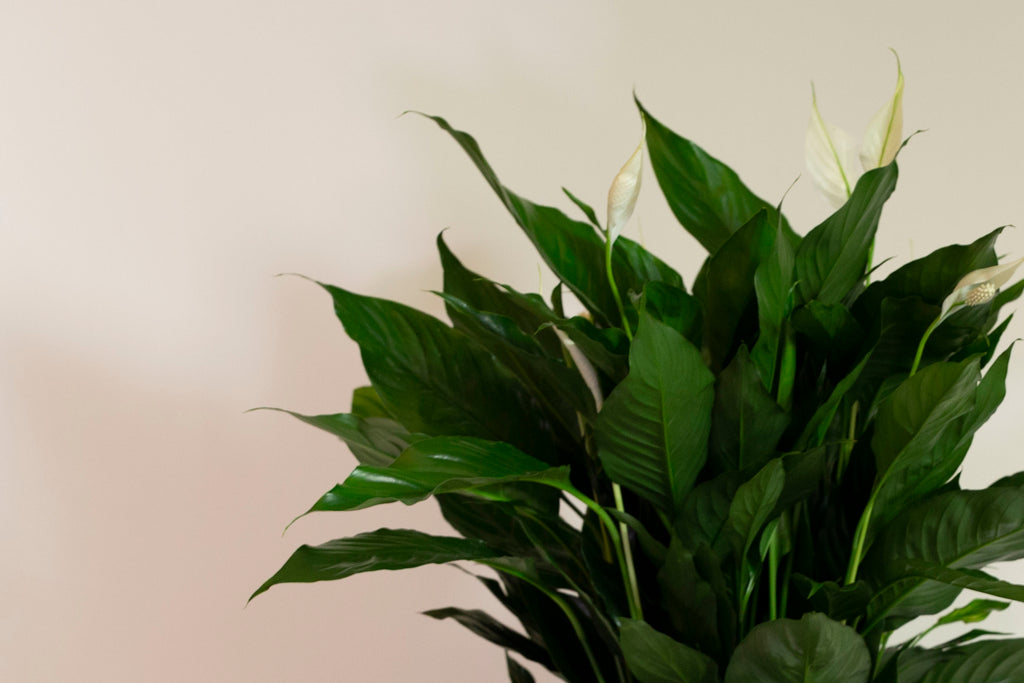 peace lily kroger Peace Lily