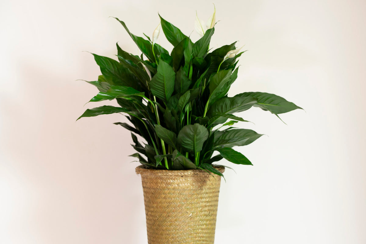 Peace Lily in woven basket. Kansas City Florist Same-Day Plant Delivery.