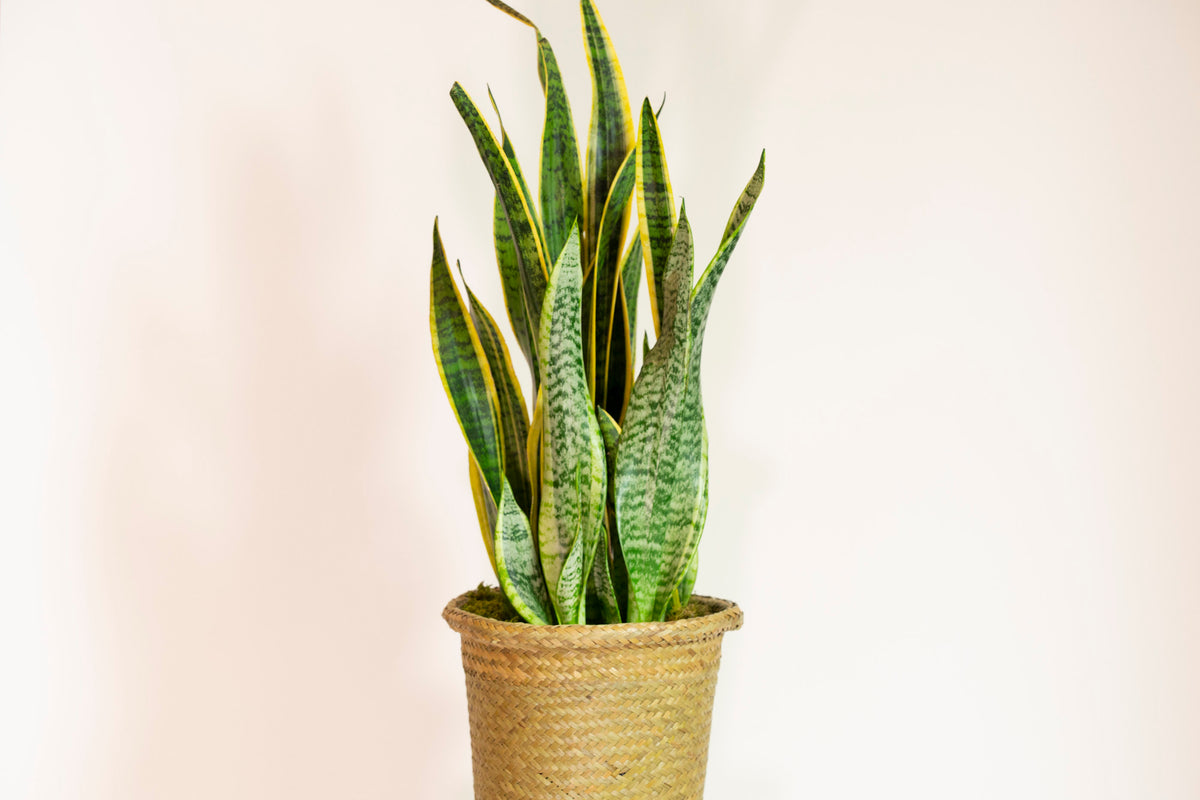 Kansas City Florist Same-Day Plant Delivery. Snake plant in woven basket.