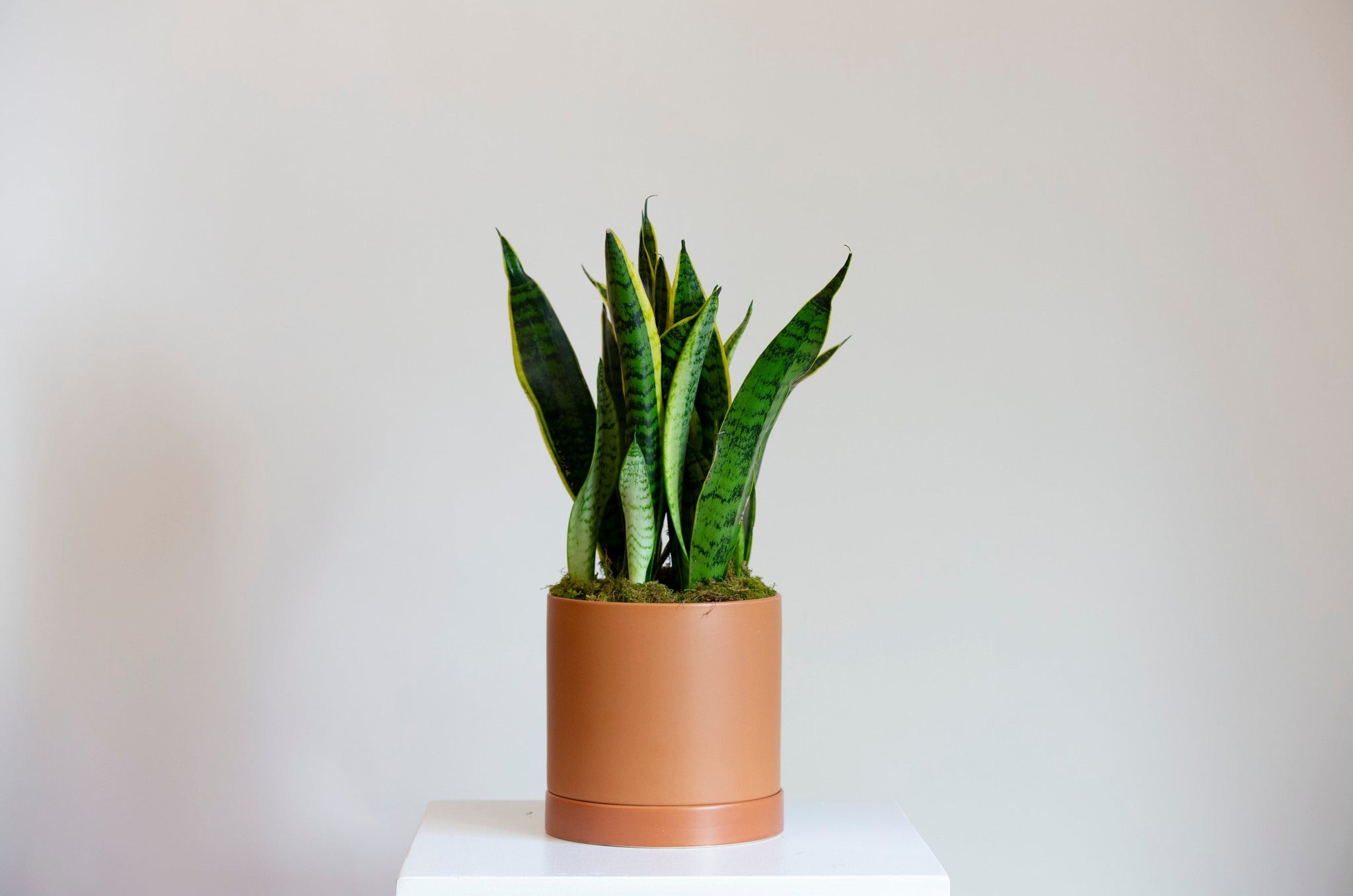 https www.snake plant Snake Plant